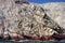 Bird colonies on rocks national park Isla de Ballestas, Peru