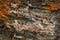 Bird colony on beautiful colour rock. Brunnich\'s Guillemot, Uria lomvia, white bird with black head sitting on orange stone,