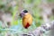 Bird colorful (Blue winged pitta) eating earthworms in forests