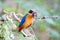 Bird colorful (Blue winged pitta) eating earthworms in forests