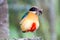 Bird colorful (Blue winged pitta) eating earthworms in forests