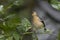 Bird, Common Chaffinch Fringilla coelebs  in forest at Garajonay park. La Gomera, Canary Islands.