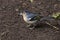 Bird, Common Chaffinch Fringilla coelebs  in forest at Garajonay park. La Gomera, Canary Islands.