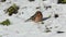 The bird Common chaffinch Fringilla coelebs looking for food on thawed patch of ground in early spring