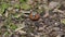 The bird Common chaffinch Fringilla coelebs looking for food on thawed patch of ground in early spring