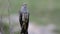 The bird is Common cuckoo Cuculus canorus, the male singing on top of a stick. Close up