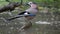 Bird common Jay Garrulus glandarius bathe in a forest lake