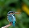 Bird, common kingfisher