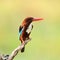 Bird (Common Kingfisher) , Thailand