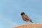 Bird Common Myna