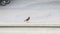 A bird Common Myna - Acridotheres tristis walks on the concrete wall