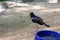 A bird  Common Pied Oystercatcher   is walking near his bowl of food. The weather is sunny in a zoo