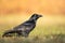 Bird Common Raven Corvus corax, dark big black scary bird