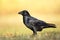 Bird Common Raven Corvus corax, dark big black scary bird