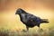 Bird Common Raven Corvus corax, dark big black scary bird