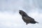 Bird Common Raven Corvus corax, dark big black scary bird