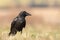 Bird Common Raven Corvus corax, dark big black scary bird