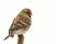 Bird Common Redpoll (Carduelis flammea)