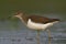 Bird Common Sandpiper Actitis hypoleucos small migratory bird, Poland Europe