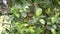 Bird Common tailorbird on tree in nature wild