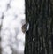 Bird Common Treecreeper at tree climbing up