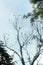 Bird community on a bare tree