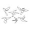 bird continuous line drawing set collections design on white background