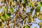 Bird (Coppersmith barbet) eat a seed on a tree