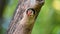 Bird Coppersmith barbet on tree in a nature wild