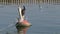 Bird cormorant (Phalacrocorax carbo) on buoy