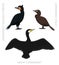 Bird Cormorant Set Cartoon Vector Illustration