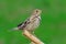 Bird. Corn bunting on green background