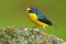 Bird from Costa Rica forest. Yellow-throated Euphonia, Euphonia hirundinacea, blue and yellow exotic bird from the Costa rica. Bir