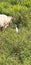 Bird with cow white wild paddy aria