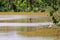 Bird and crane in the middle of a lake in Puerto Madero. Lots of trees