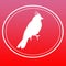 Bird Crested Bunting Image Background Logo
