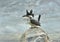 Bird (Crested Kingfisher) , Thailand