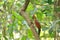 Bird (Crimson-winged Woodpecker) finding some food on tree