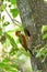 Bird (Crimson-winged Woodpecker) nesting on tree