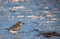 Bird Crossing Sign with Baby Skimmer Walking on Beach, Florida