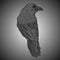 Bird crow black gray realistic