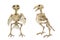 Bird, Crow Skeleton Isolated