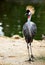 Bird of crown crane with crested next to lake in park outdoor.