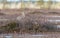 Bird Curlew Numenius arquata walking on the swamp.