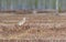 Bird Curlew Numenius arquata walking on the swamp.