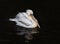 Bird Dalmatian Pelican white matter floating on the dark lake sp