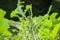 Bird damage plants eaten by wood pigeons, UK vegetable garden