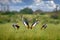 Bird dance. Crane love. Grey crowned crane, bird love, Balearica regulorum, with dark background. Bird head with gold crest in