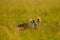 Bird dance. Crane love. Grey crowned crane, bird love, Balearica regulorum, with dark background. Bird head with gold crest in