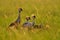 Bird dance. Crane love. Grey crowned crane, bird love, Balearica regulorum, with dark background. Bird head with gold crest in